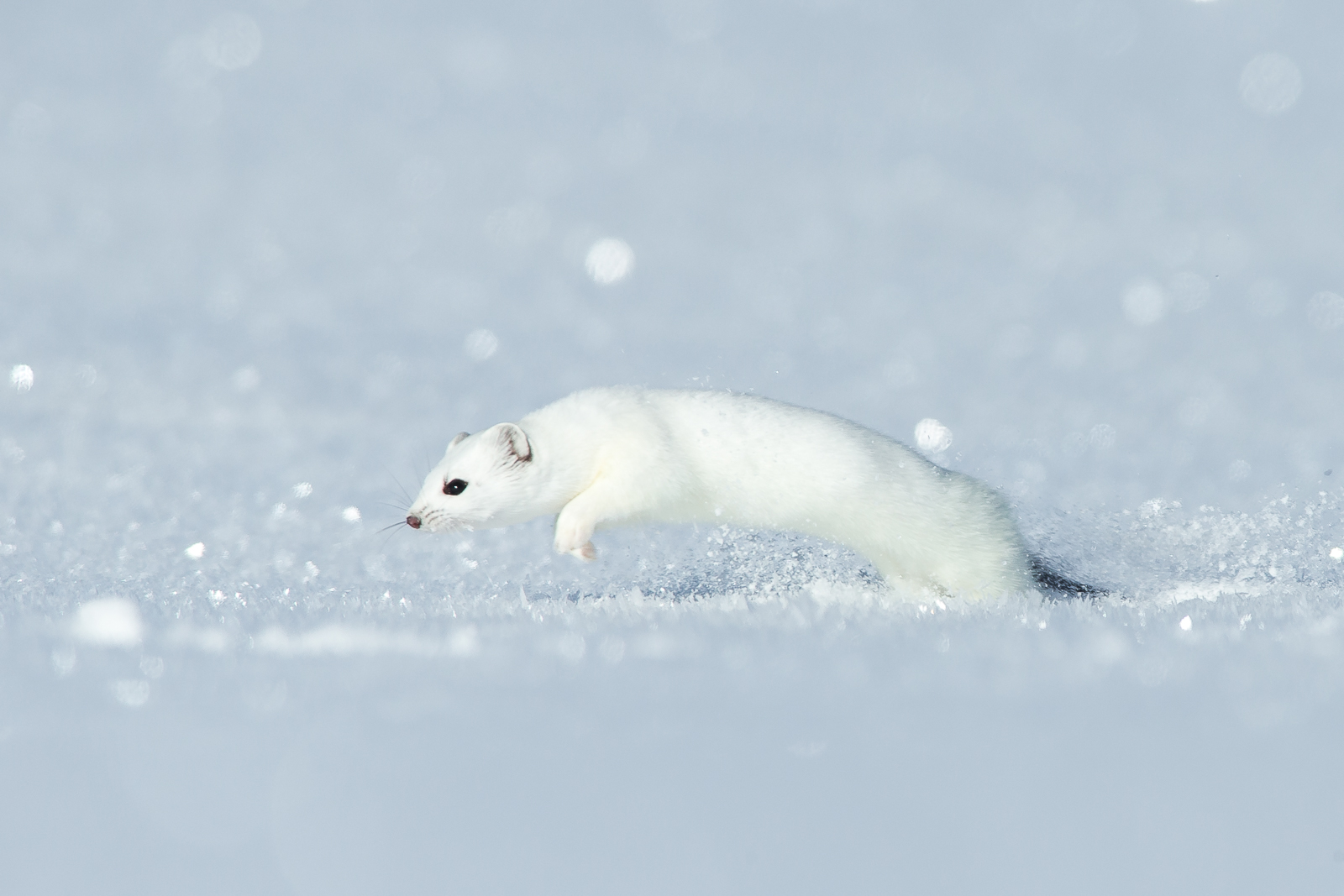 White Ermine 20